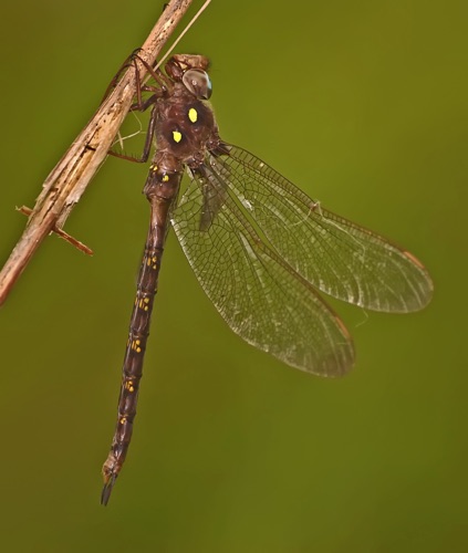 Male
19 Aug 2005  Chattooga